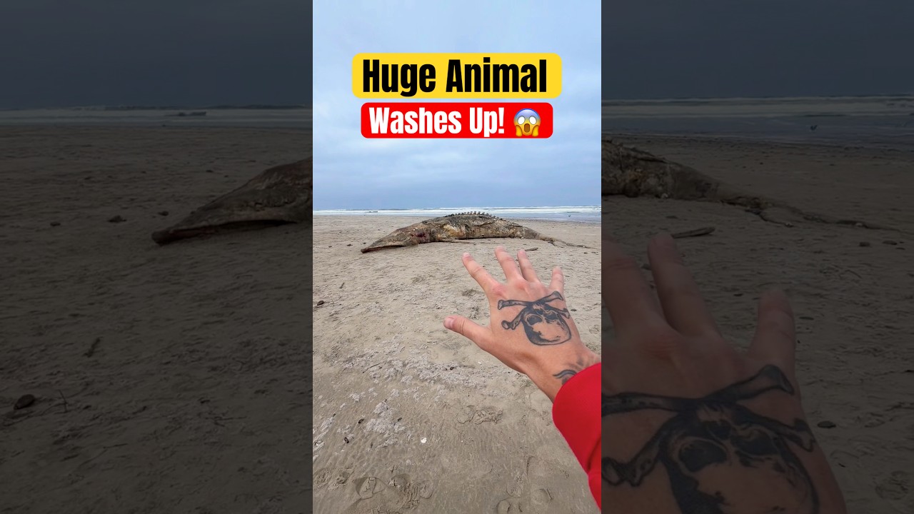 Giant Gray Whale Washes Up on Oregon Beach! 😱