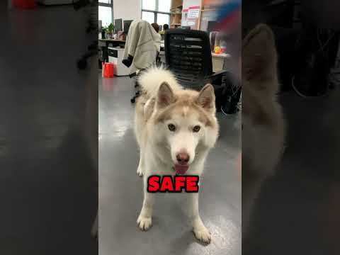 The 7 Acts of Love Your Dogs Hopes to Receive From You