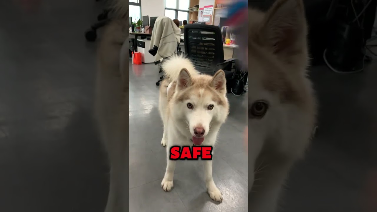 The 7 7 Heartfelt Ways to Show Your Dog Love ❤️