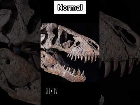 Things That Are Bigger than You Think|FLEX TV #thinkthatarebiggertganyouthink #flextv #explore#viral