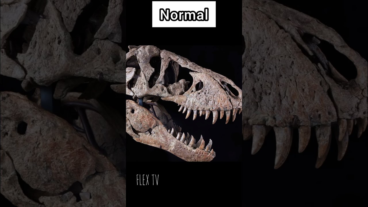 Surprising Things Bigger Than You Think 🌍