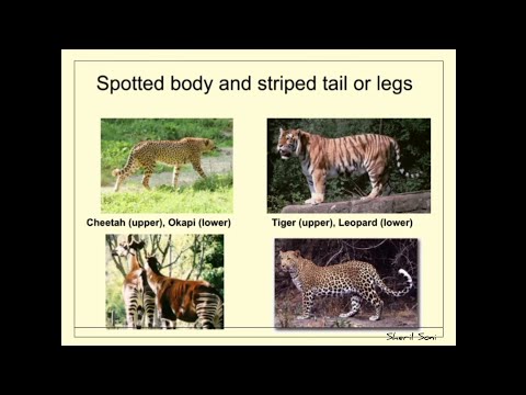 maths relation with biology🤩  Mathematical biology. Let's observe Turing patterns