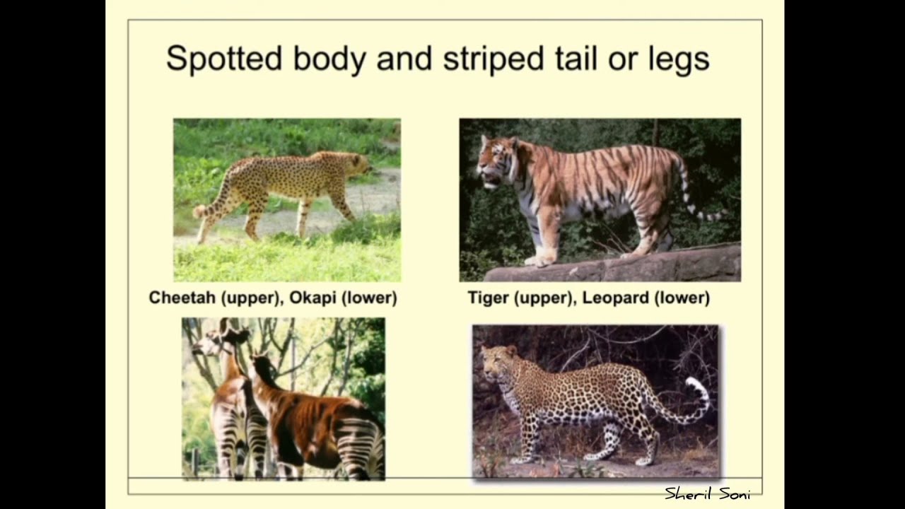 Discover How Math Reveals Stunning Animal Patterns 🐆🦓