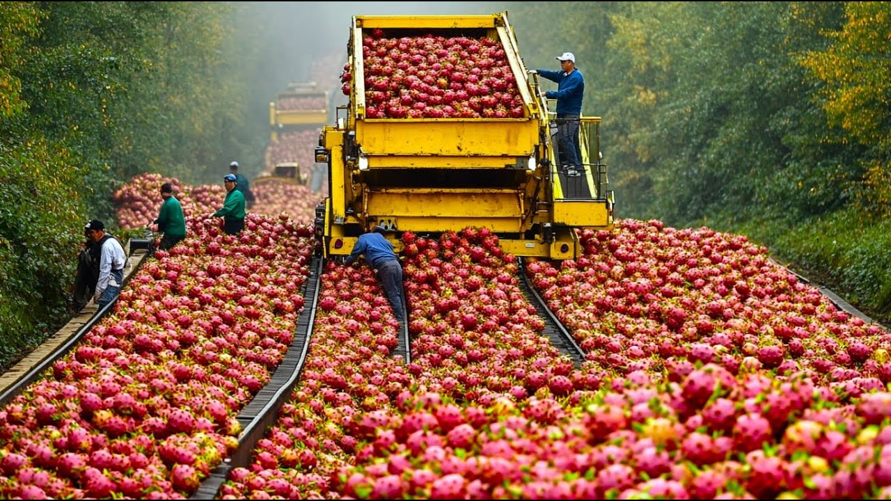 Billions of Fruits Harvested & Packed Worldwide 🍎