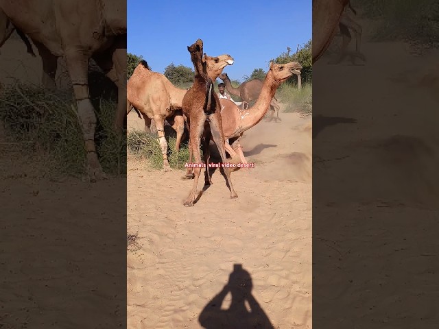 Camels Thriving in Winter 🌵
