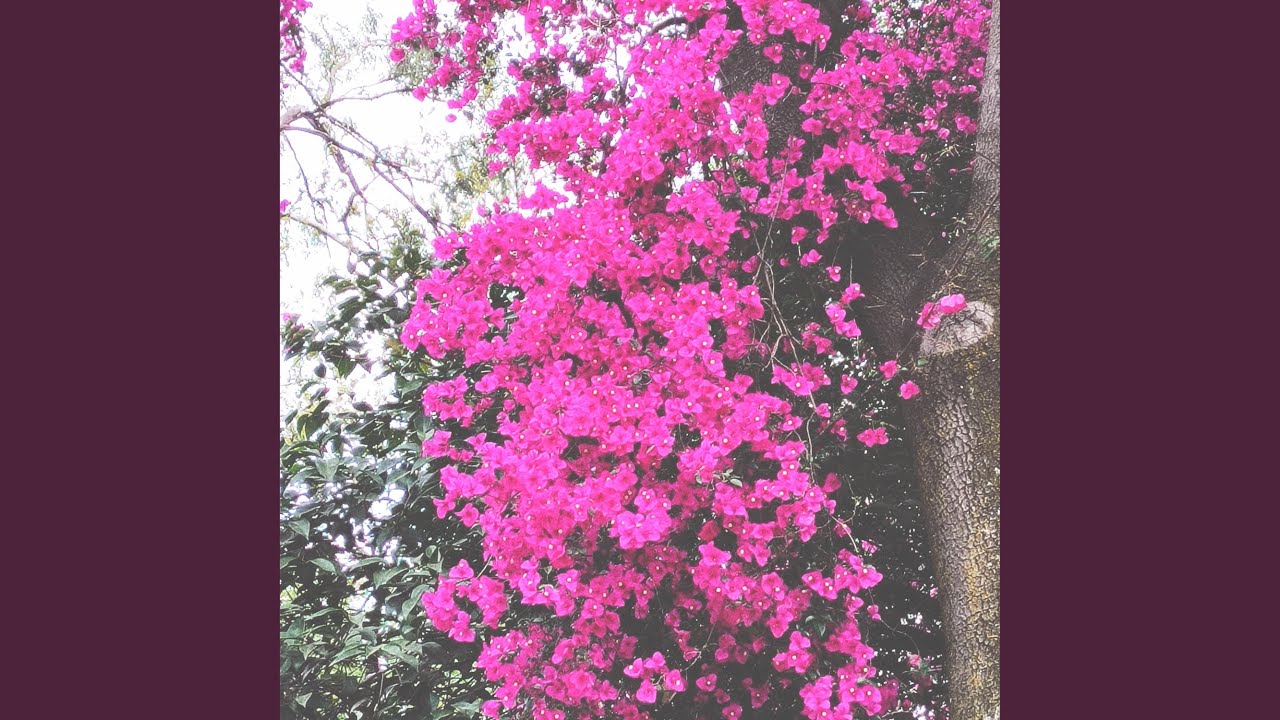 Relive the Most Beautiful Moments with Damian Ojeda's Compilation ✨