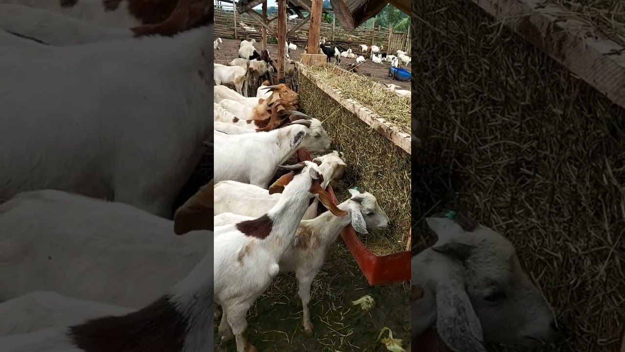 Simple Hay Feeder to Minimize Feed Waste ๐