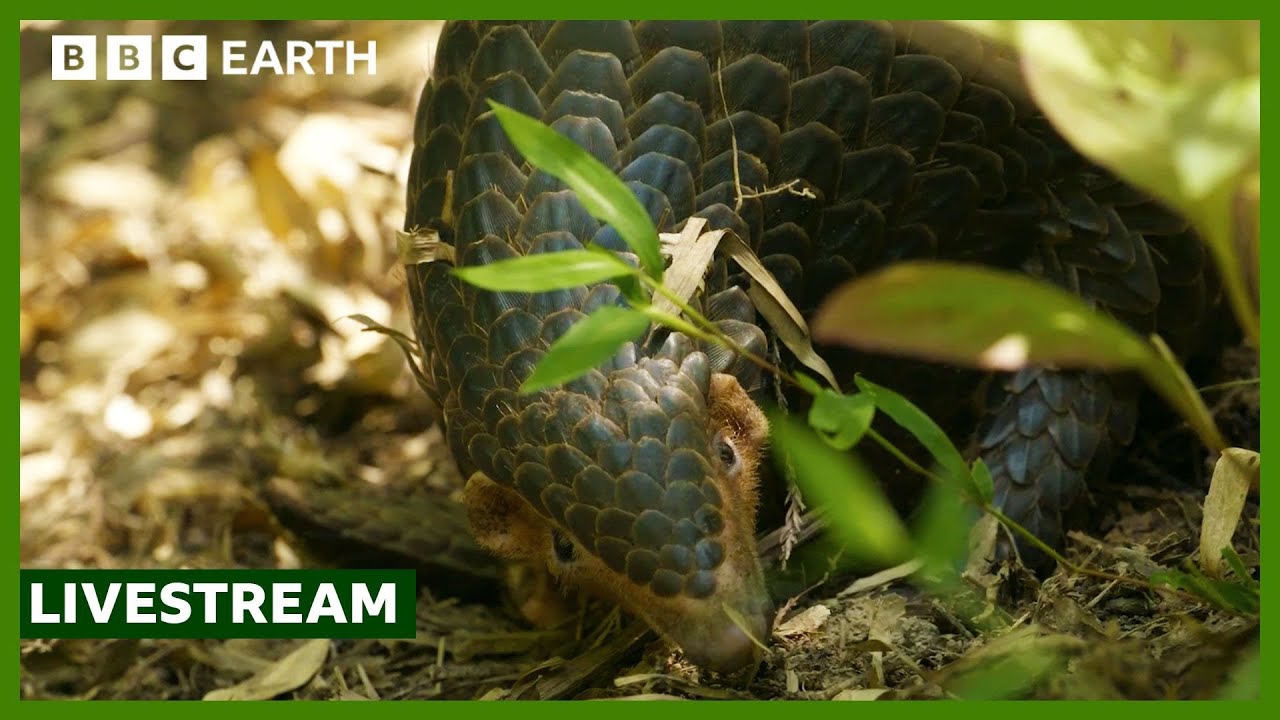 ๐ด LIVE: Amazing Animals of Asia | BBC Earth