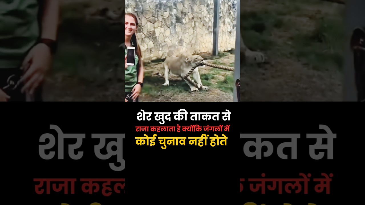 Lion's Reign vs. Election Restrictions 🦁