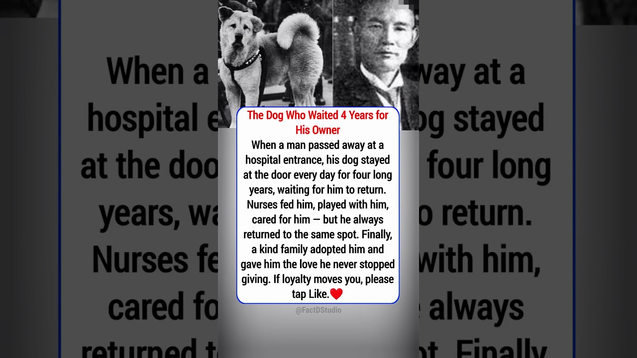 Dog Waits 4 Years for Owner 🐶