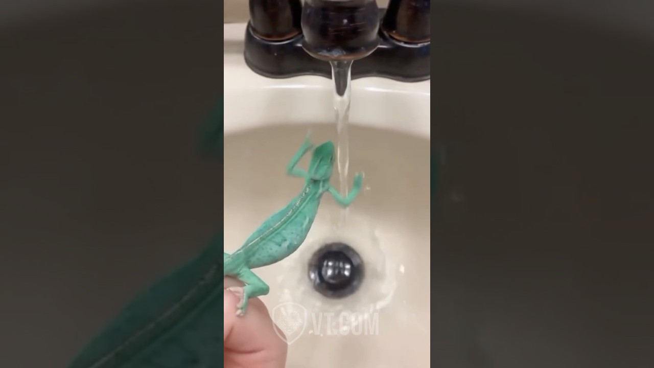 Chameleon Faces Off with Running Water 💦