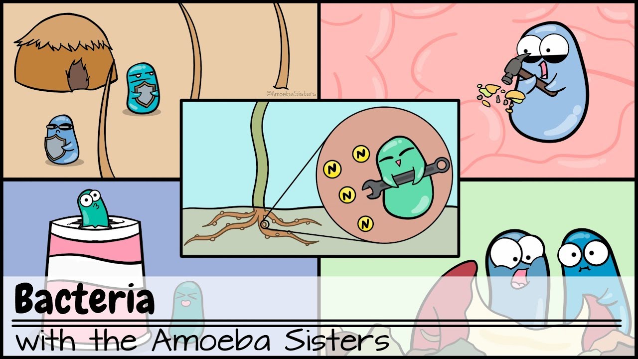 Bacteria Basics with Amoeba Sisters 🦠