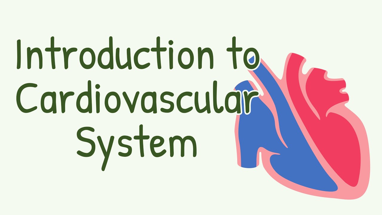 Cardiovascular System: Heart, Blood Vessels & Functions