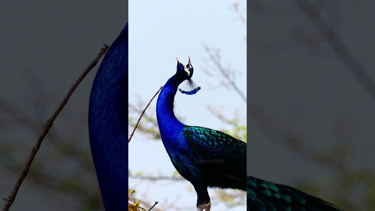 Merdu Suara Burung Merak 🦚