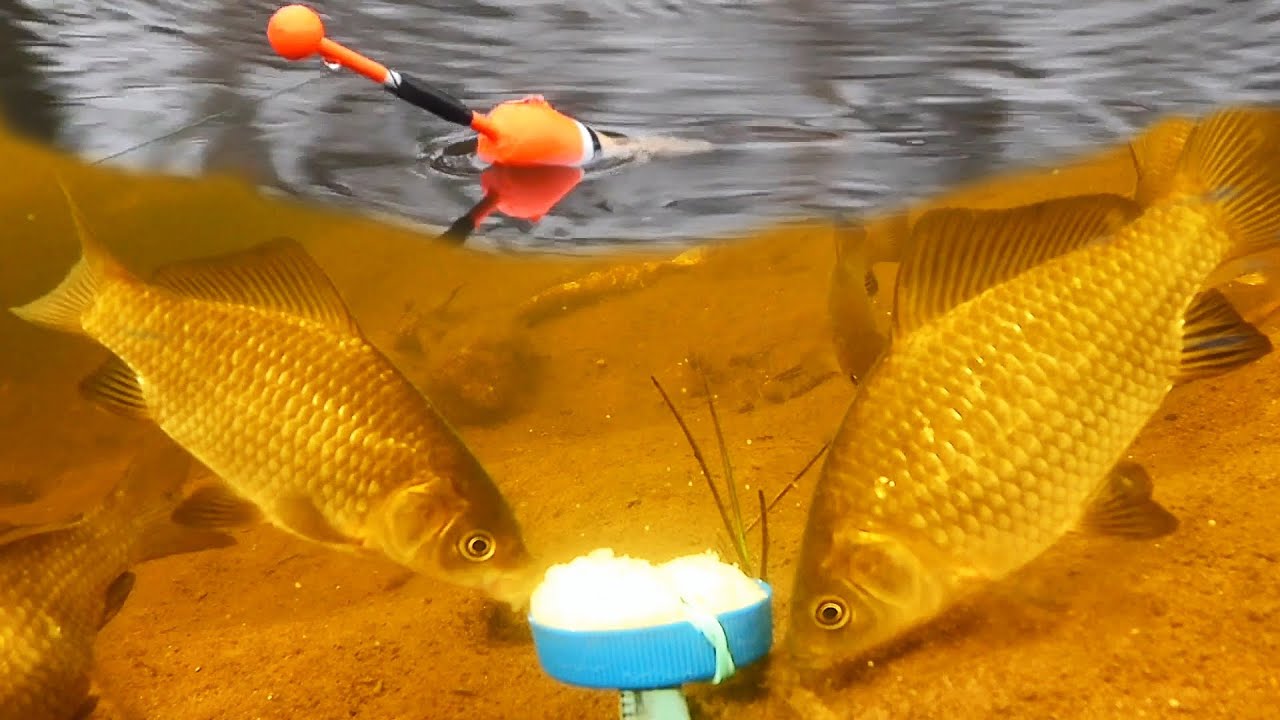 Что любит карась? 7 эффективных заманух 🎣