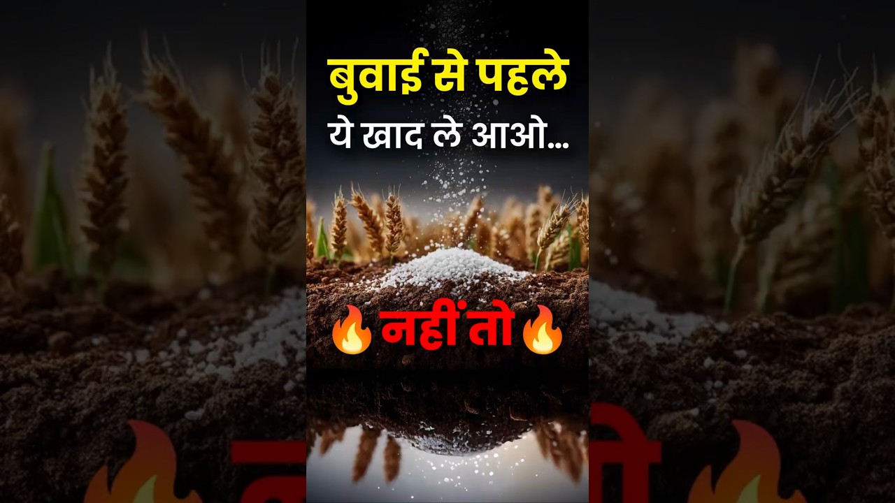 दो खाद डालें, गेहूं की पैदावार दोगुनी करें 🌾