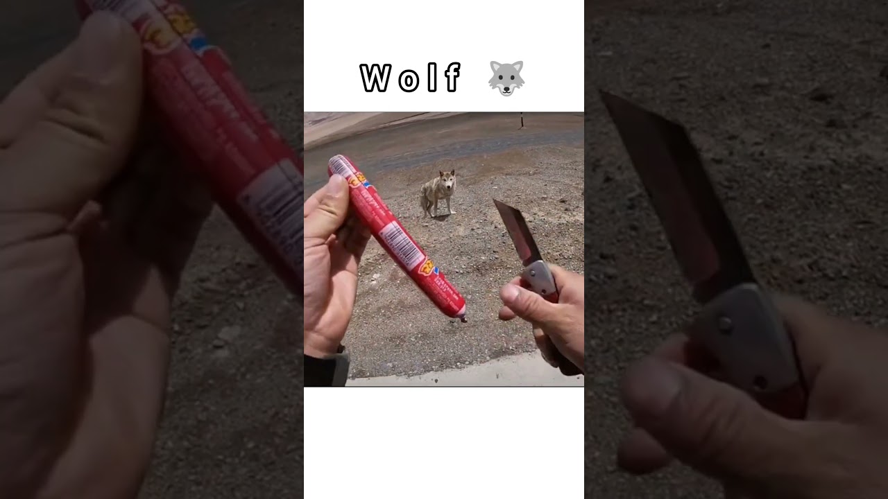 Hungarian Wolf Meets Bikers for Food 🐺