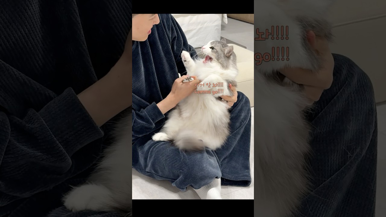 집사에게 하악질하는 고양이 😾