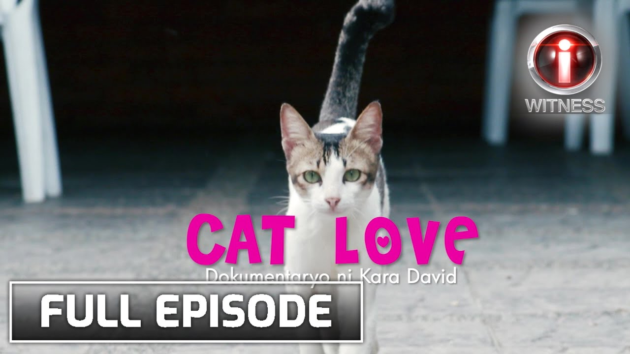 I-Witness: Heartwarming 'Cat Love' Documentary by Kara David 🐱 (Full Episode)