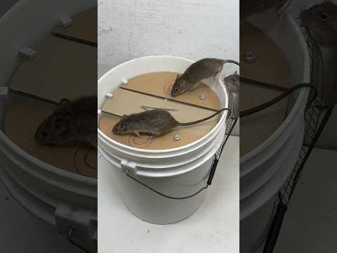 Best Toys For Your Mouse #mousetoys #mousetoys #mousepet