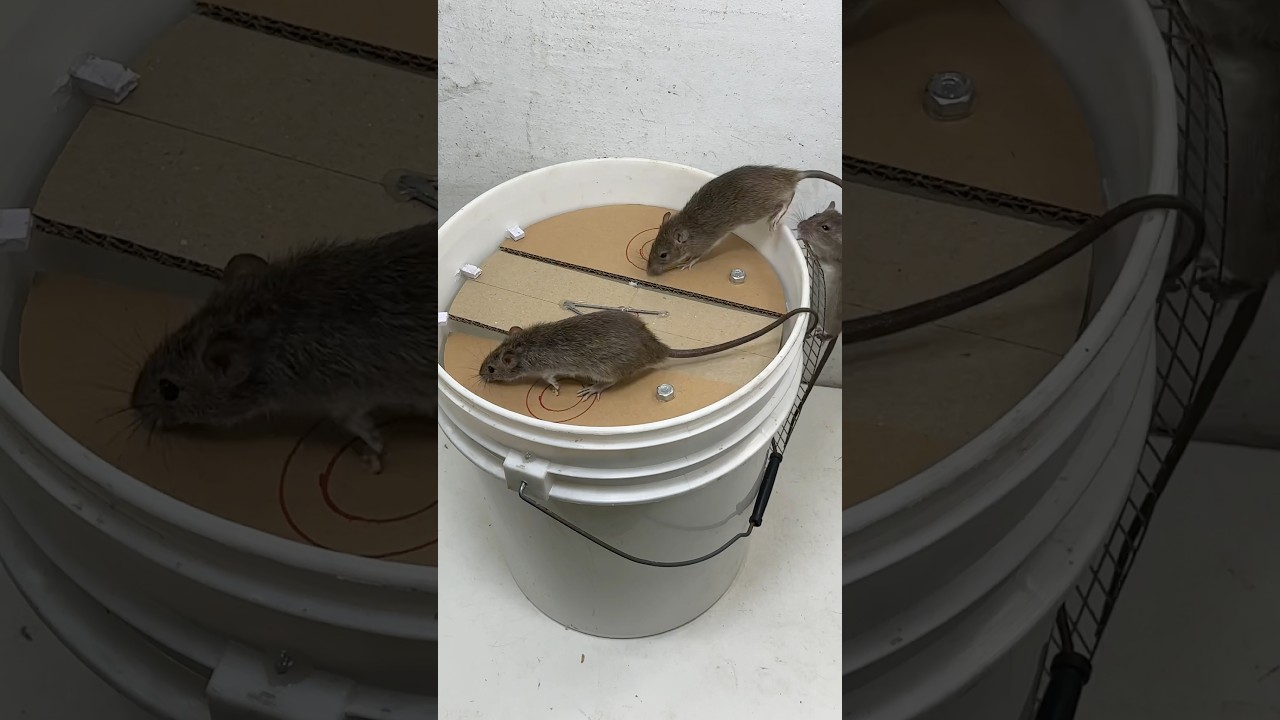 Top Toys to Keep Your Pet Mouse Happy and Healthy