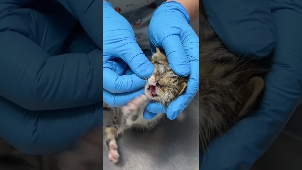 5 Yavru Kedi Viral Hastalıktan Kör Oldu 🐱