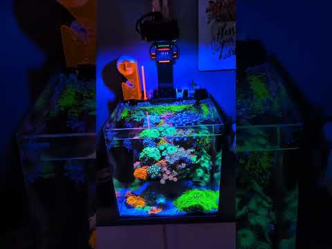Crazy 20g Nano Reef Tank BEST In The World?