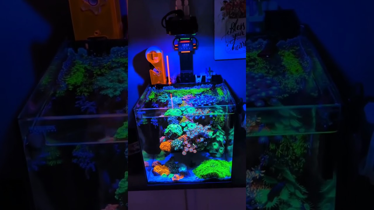 Is This the World's Best 20g Nano Reef Tank? 🐠