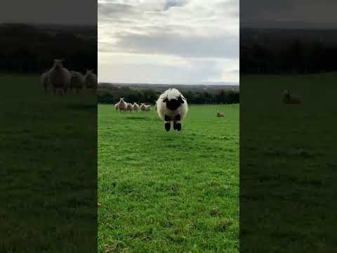 Adorable Bouncing Lamb - Happy Sunday - Sheep Bread - Valais BlackNose -😊 😃 Cute