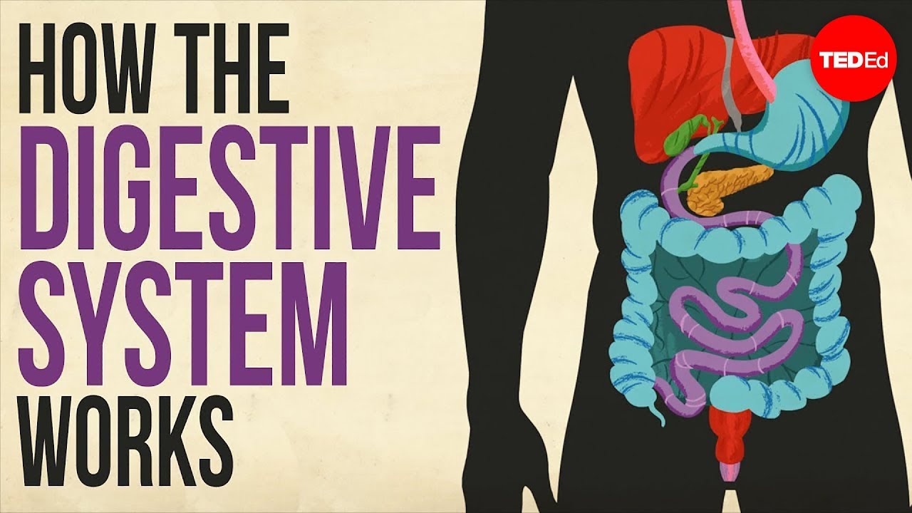 How Your Digestive System Works ๐ฝ๏ธ