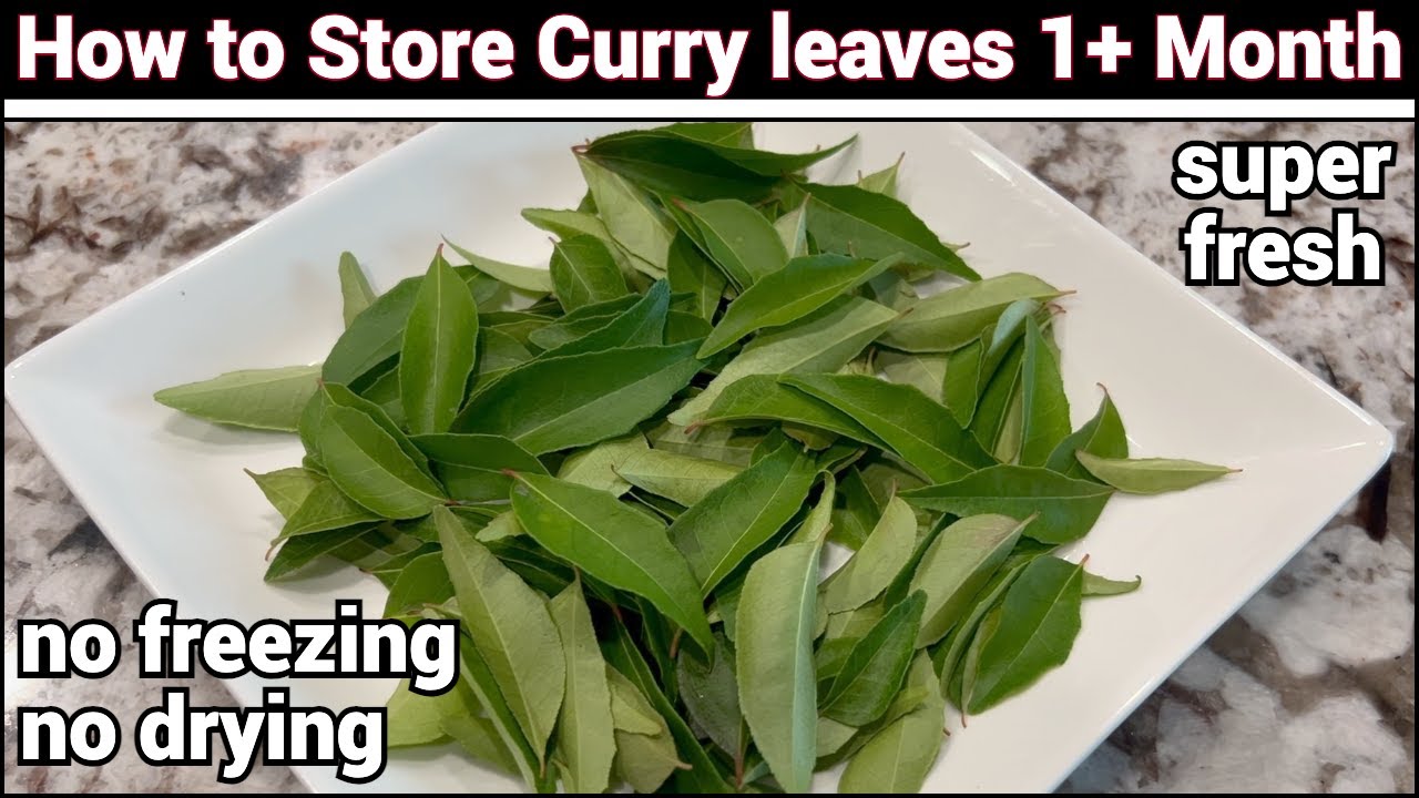 Store Curry Leaves Fresh for 1+ Month 🌿