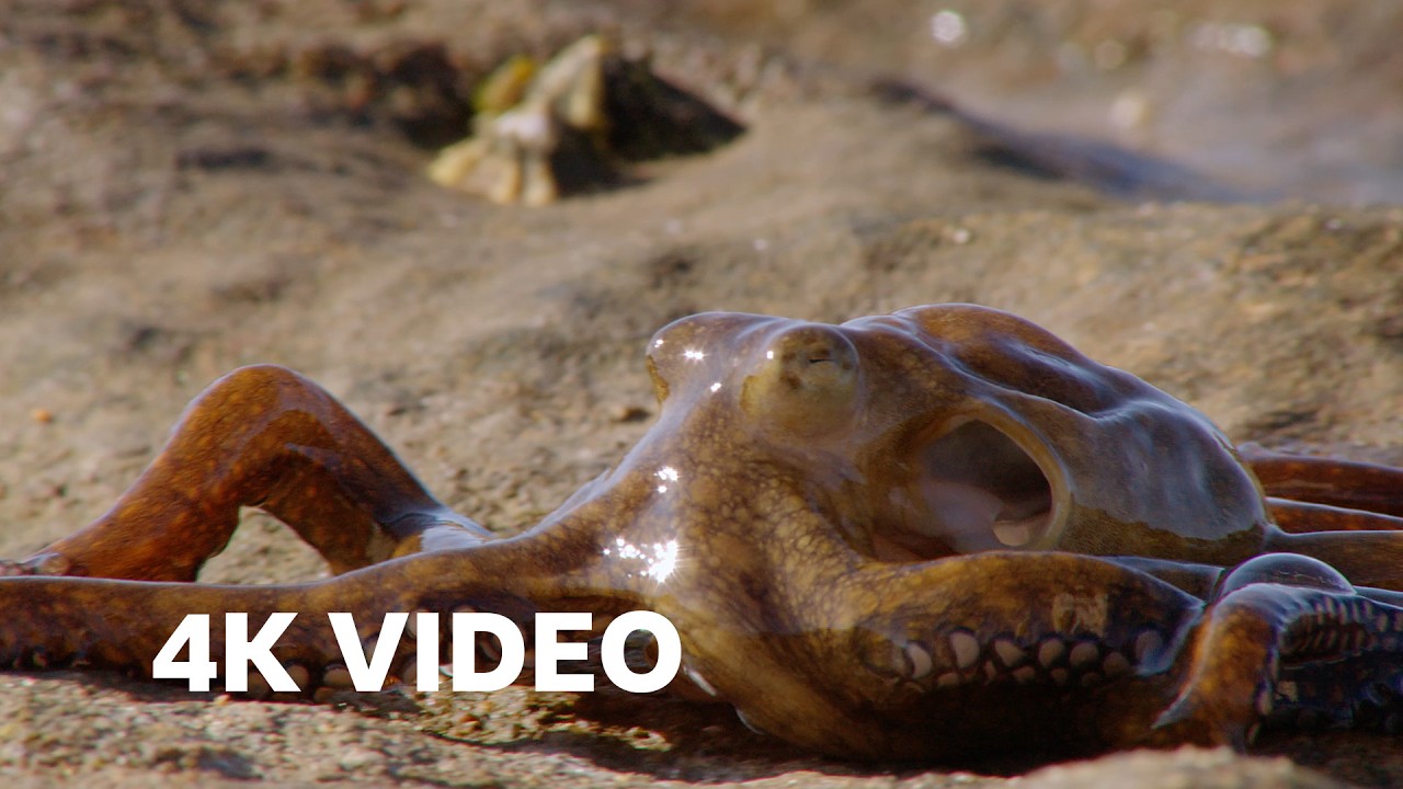 12 Stunning Hunting Scenes in 4K UHD | BBC Earth 🦁