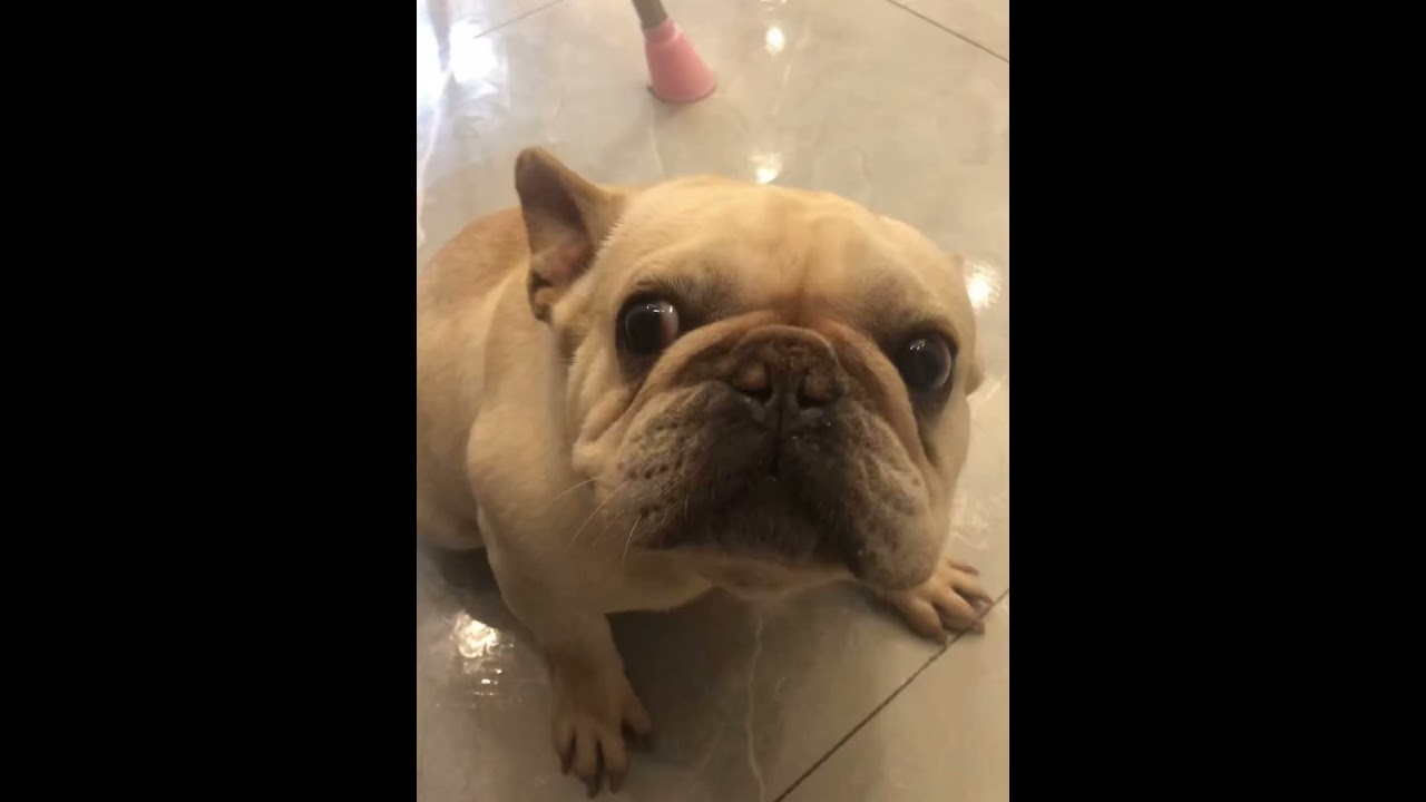 Dramatic French Bulldog ๐