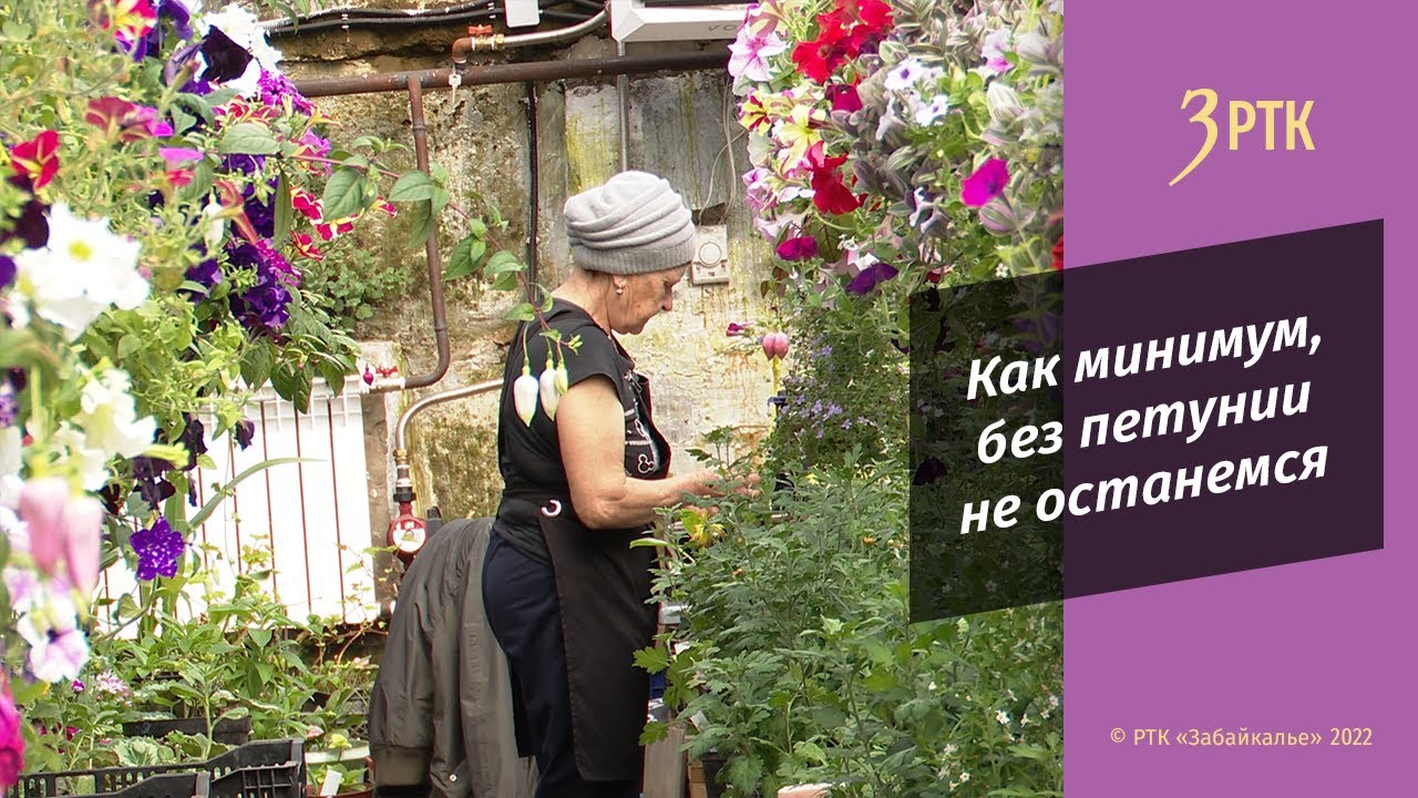 Местные садоводы уверены, Забайкальский край сможет обеспечить себя цветами
