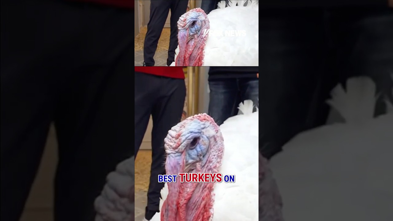 Behind the Scenes: VIP Turkeys Before Trump's Pardon 🦃
