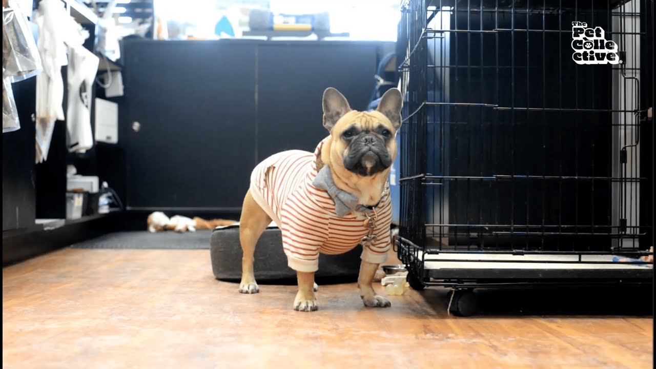 Hilarious French Pets from Paris 🇫🇷