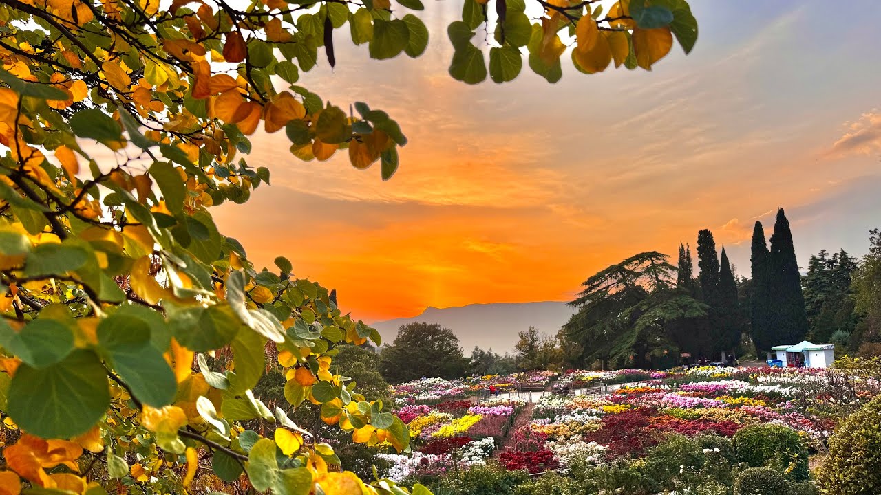 Бал Хризантем в Крыму 2025: Осень в Цвету 🌸