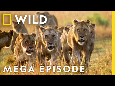 World's Deadliest: Season 1 Complete Collection | Nat Geo Wild