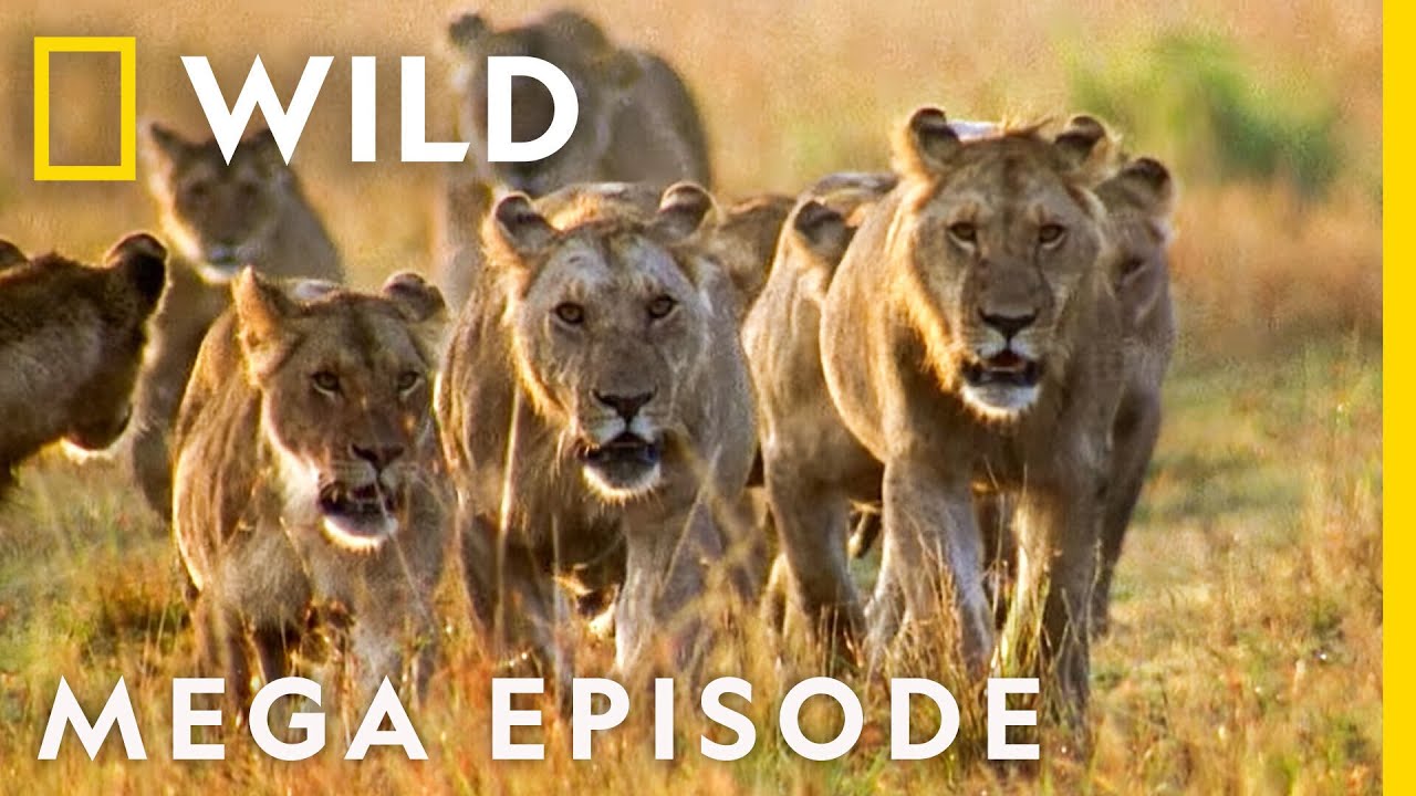 World's Deadliest: Season 1 Complete Collection | Nat Geo Wild