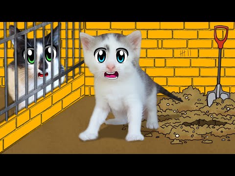ПОБЕГ ИЗ ТЮРЬМЫ ЧЕЛЛЕНДЖ! КТО ПОСЛЕДНИЙ покинет ТЮРЬМУ кот МАЛЫШ или Кошка МУРКА?