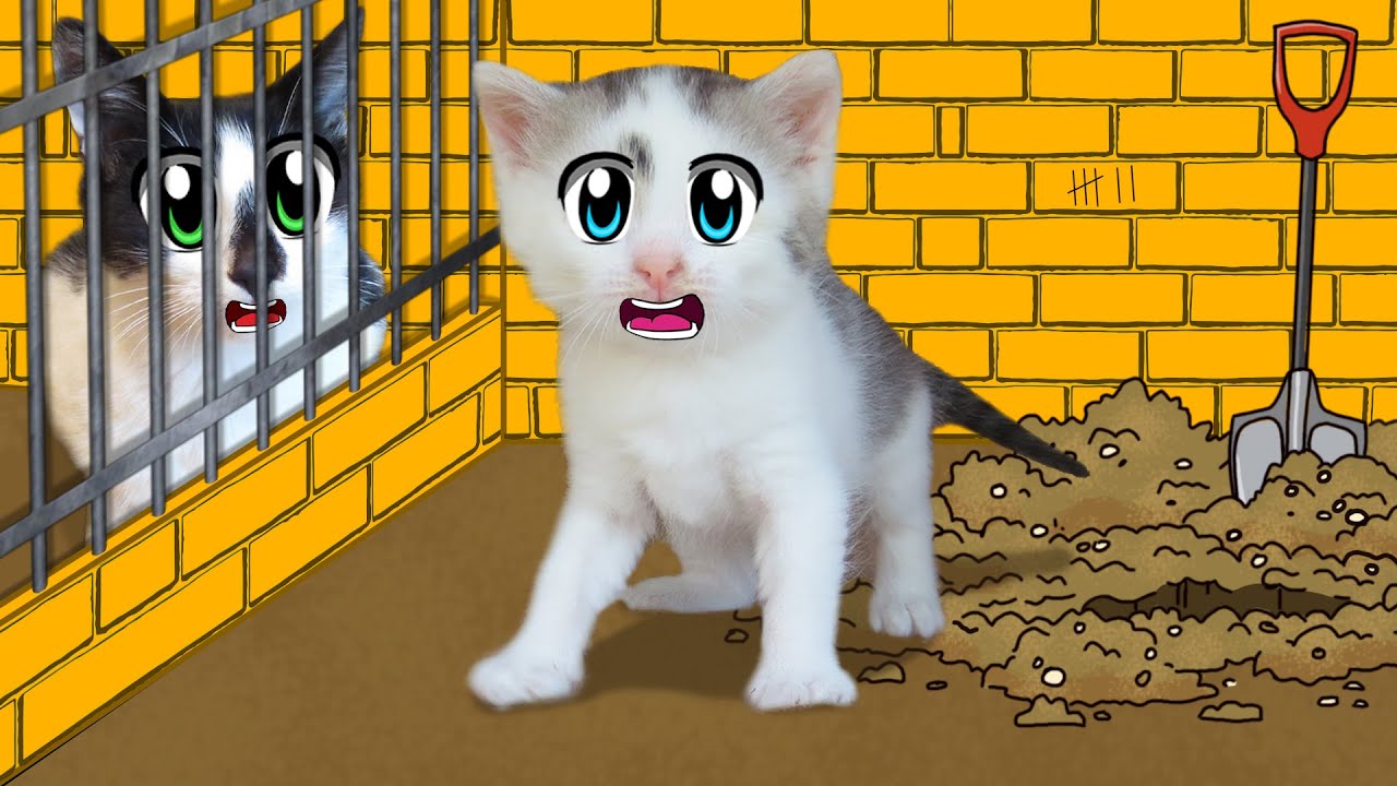 Побег из тюрьмы челлендж: кто последний покинет тюрьму — кот Малыш или кошка Мурка?