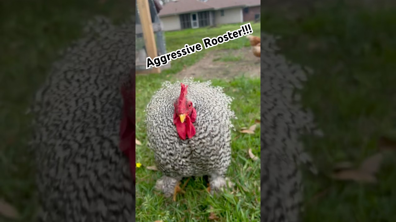 Handling Our Aggressive Rooster π