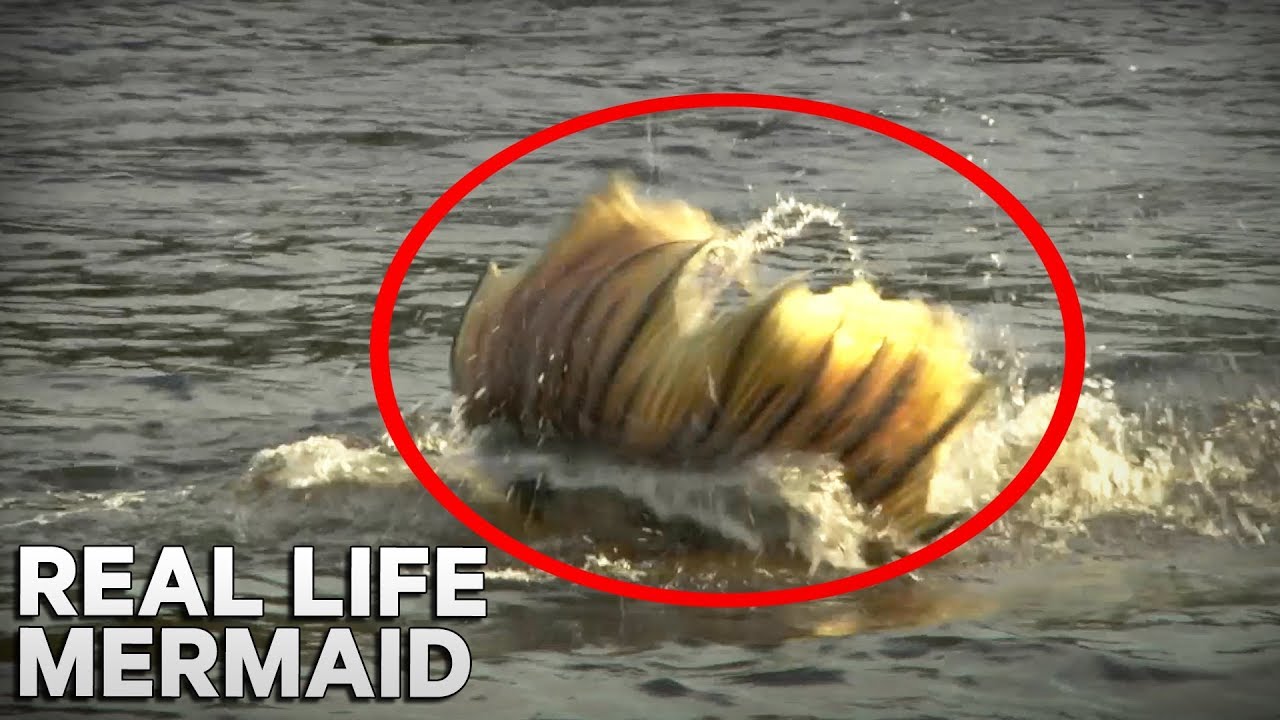 Mermaid Spotted on Camera! 🌊 in Nova Scotia