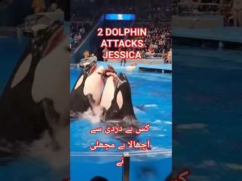 2 dolphin attack Jessica full video #watch #full #videoshorts #trending #foryou #ytshorts #ytshort