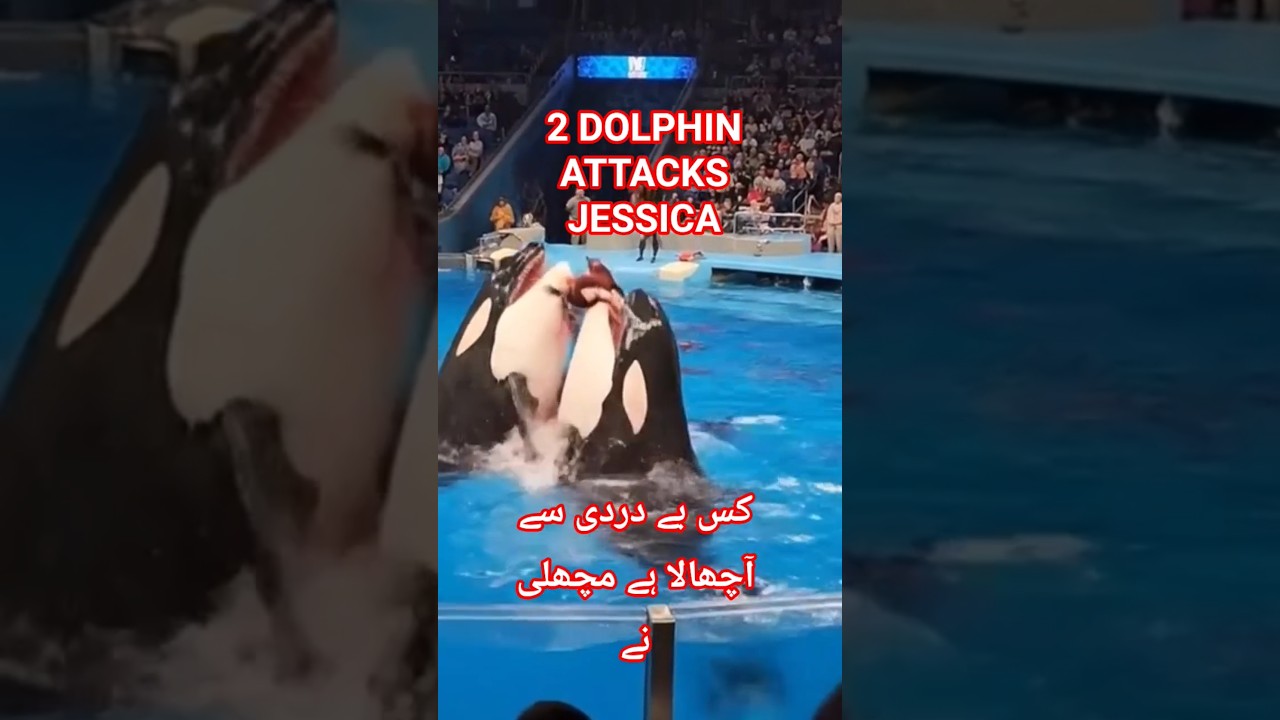 2 Dolphins Attack Jessica Full Video 🐬