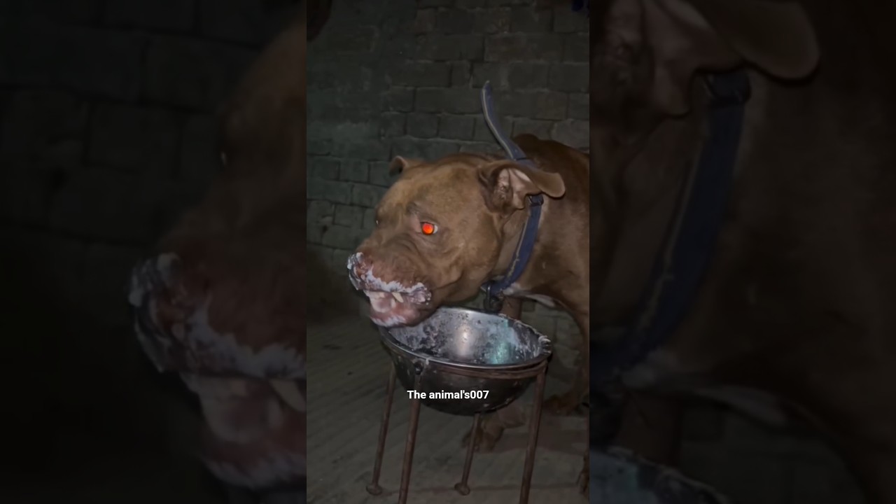 Pitbull Can't Be Scary 😰