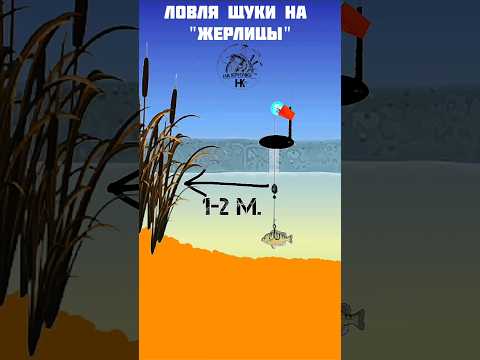Щука на жерлицы. Школа рыбалки. #щука #рыбалка #жерлицы