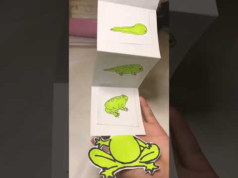 دورة حياة الضفدع 🐸