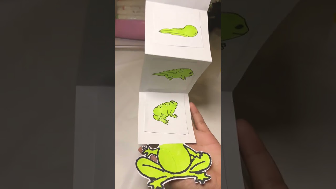 رحلة حياة الضفدع: من البيضة إلى البالغ 🐸