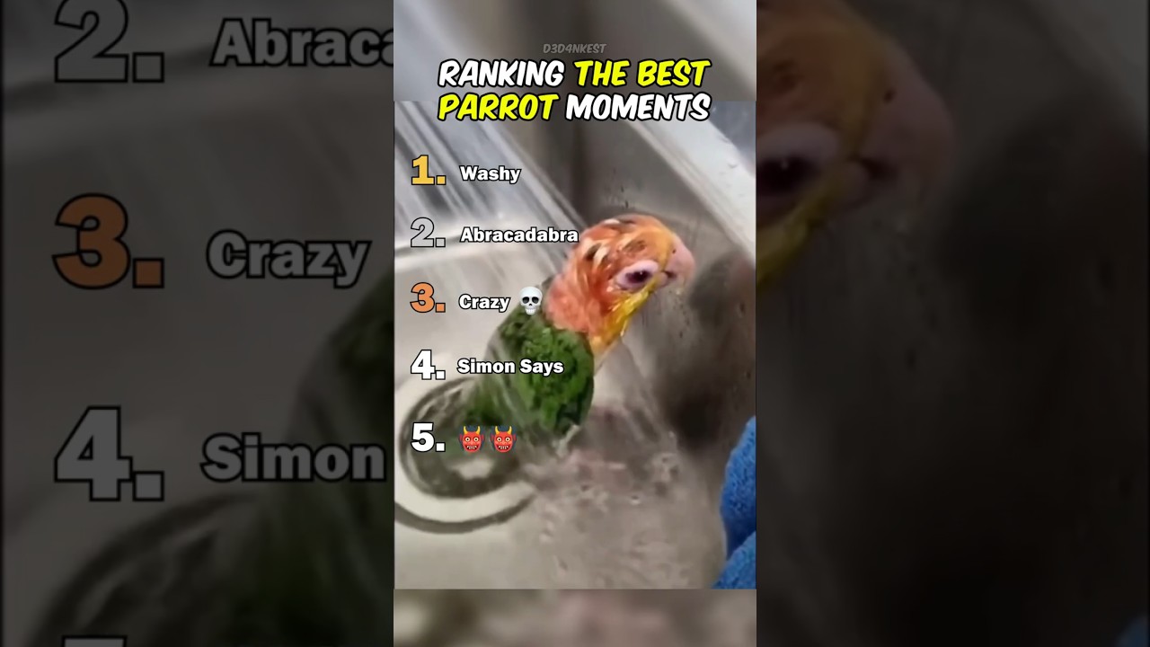Top Parrot Moments 🦜